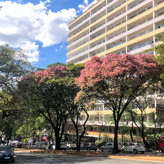 Sapucaias de folhas rosadas.