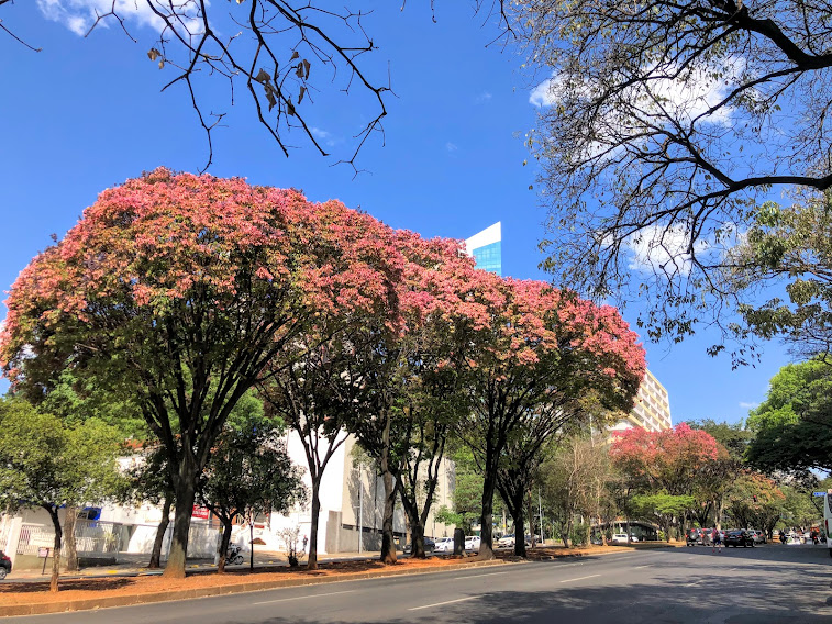 Grupo de sapucaias.