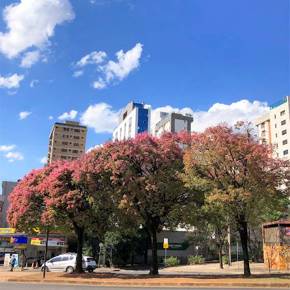 Sapucaias de folhas rosadas.