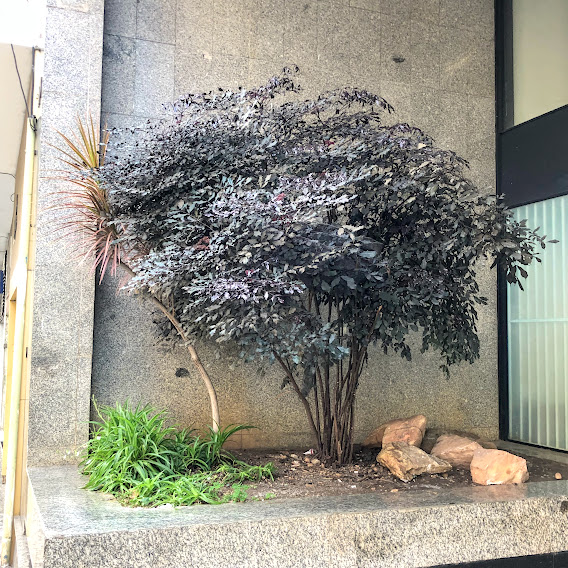 Leia-vermelha em canteiro de edifício na avenida Getúlio Vargas - Savassi - BH. 14/09/2023.