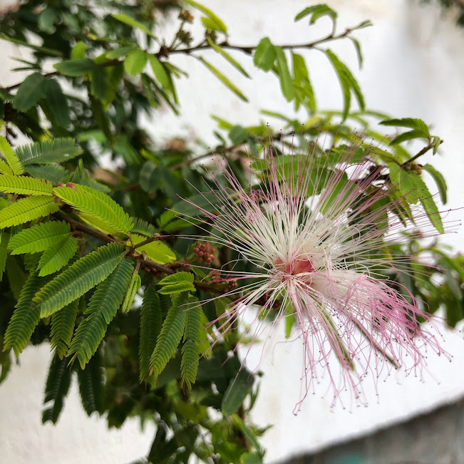 Folhas bipinadas e inflorescências da esponjinha.