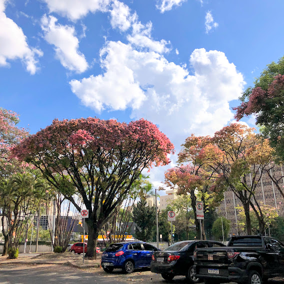 Sapucaia de folhas rosadas.