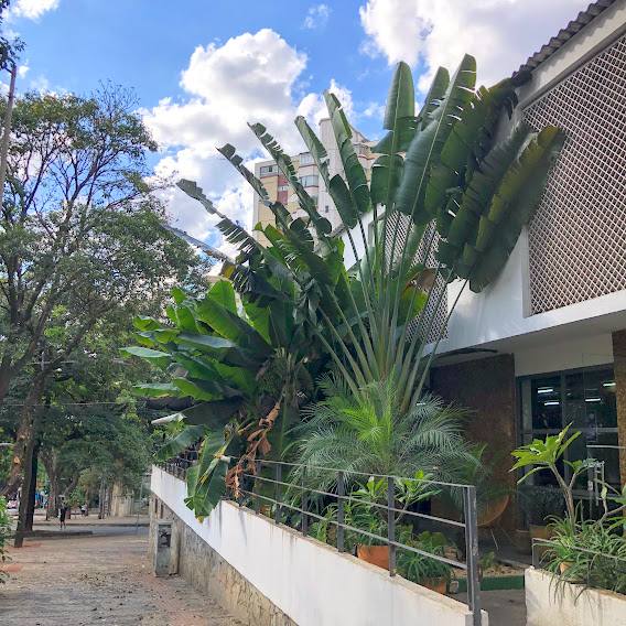 Jardim com árvore-do-viajante e bananeiras na avenida Afonso Pena, área central de Belo Horizonte. 14/09/2023.