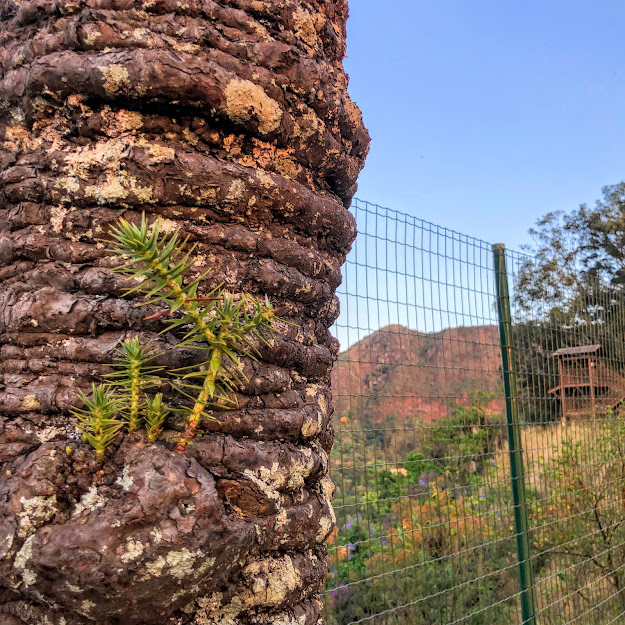 Tronco do pinheiro-do-paraná.