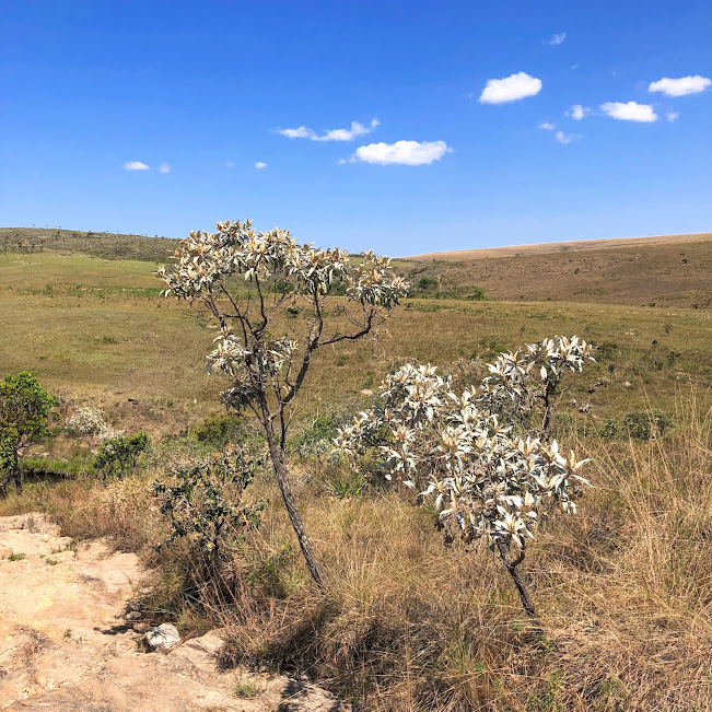 Candeinha prateada (Eremanthus elaeagnus) Candeinhas.