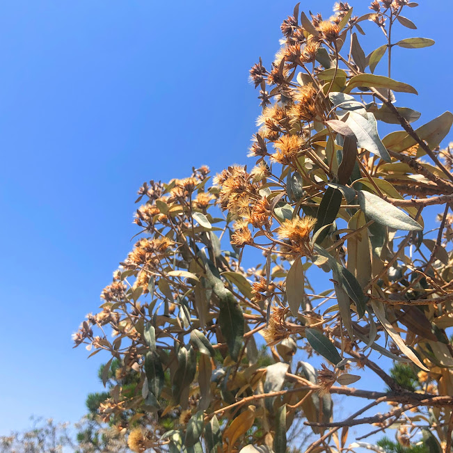 Candeinha prateada (Eremanthus elaeagnus) Folhas e flores da candeinha.