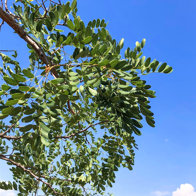 Folhas do angico-de-minas.