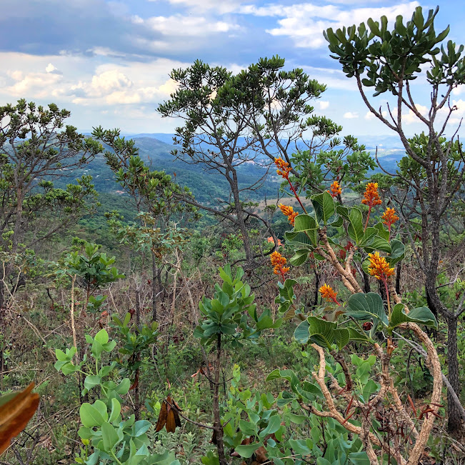 Bate-caixa em área savânica.