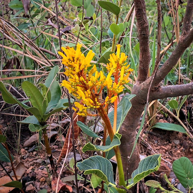 Flores da bate-caixa.