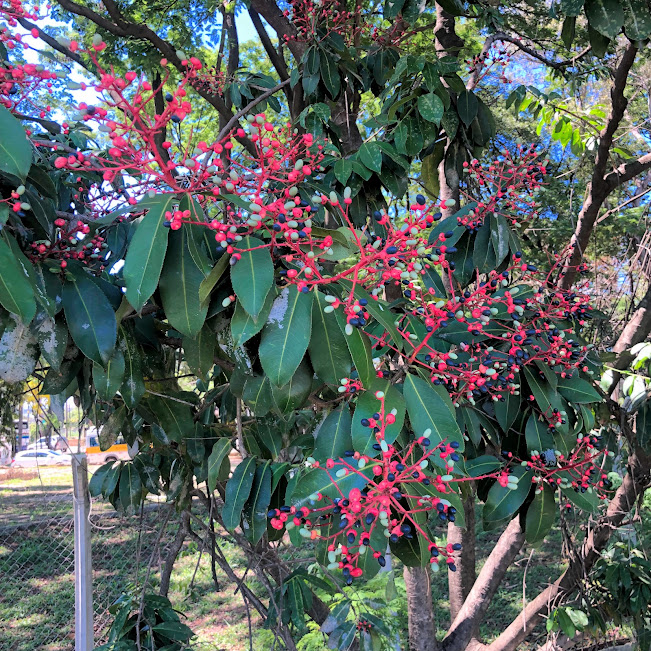 Frutos e folhas da farinha-seca.