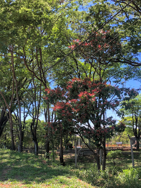 Farinha-seca com muitos frutos.