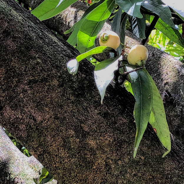 Tronco, folhas e frutos do jambeiro.