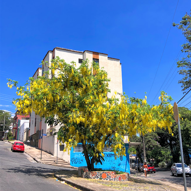 Chuva-de-ouro florida.