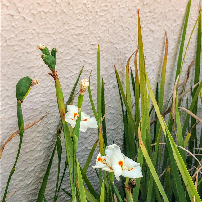 Frutos e das flores da moreia-bicolor.