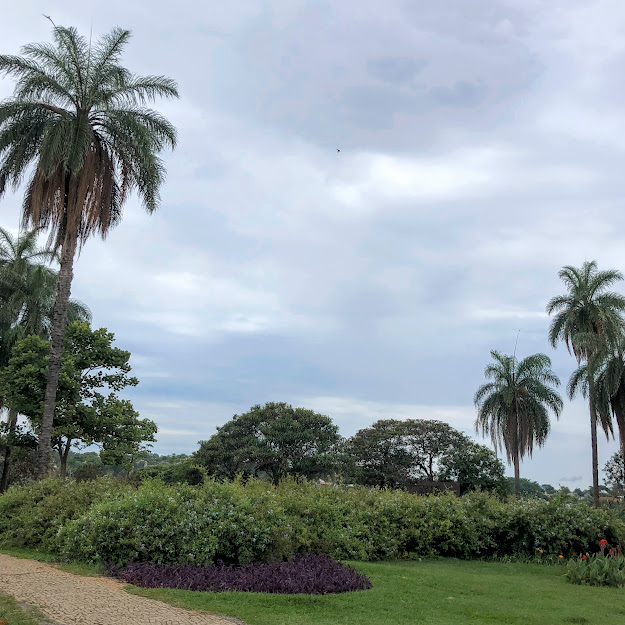 Grande maciço de violeteiras floridas