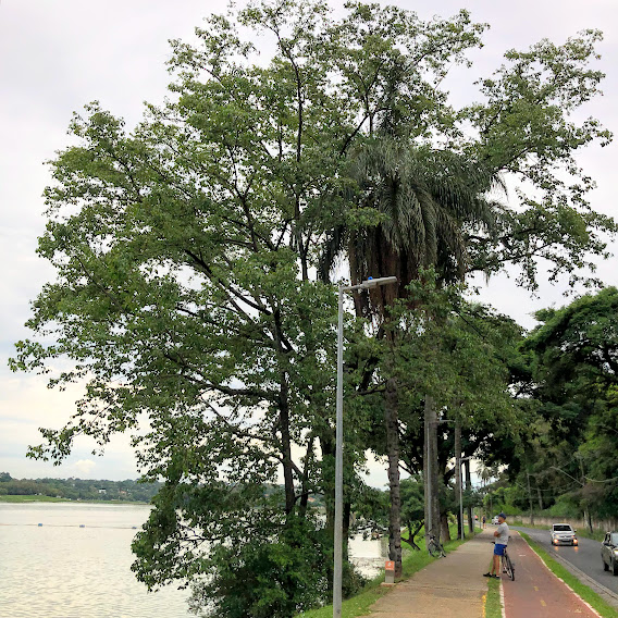 equitibá na orla da Lagoa da Pampulha.