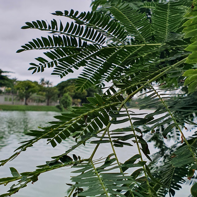 Folíolos da canafístula.