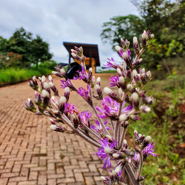 Flores da Vernunanthura sp.