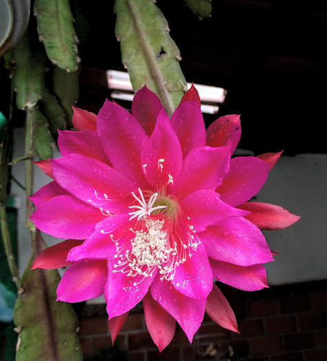 Flor da dama-da-noite.