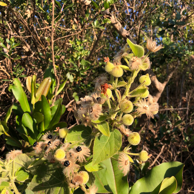 Folhas, frutos e sementes da Pavonia grandiflora.