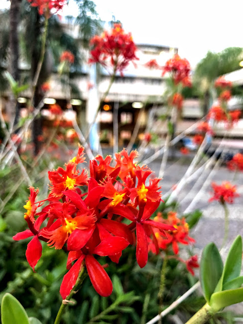 Flores do pássaro-de-fogo.