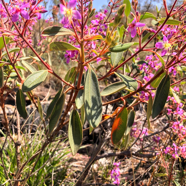 Folhas e flores da Macairea radula.