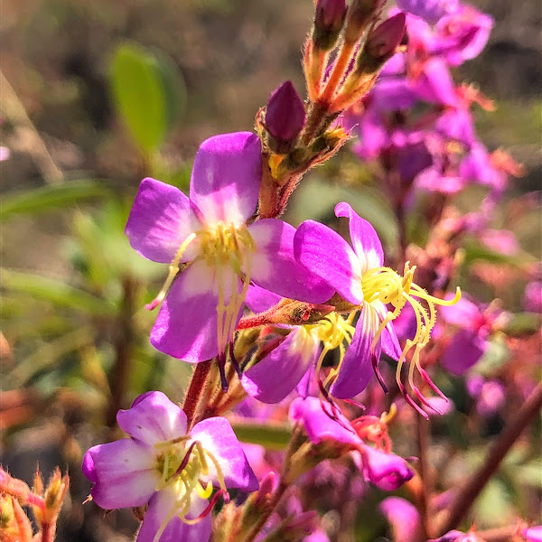 Flores da Macairea radula