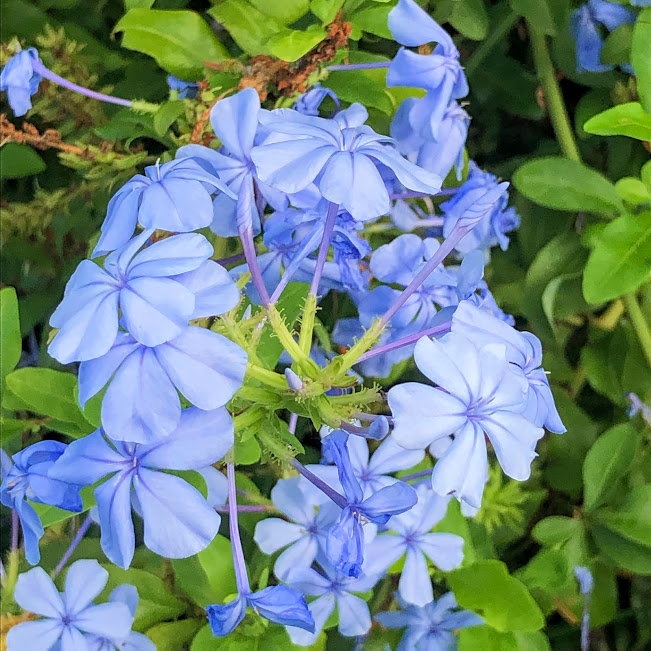 Inflorescências da violeteira.