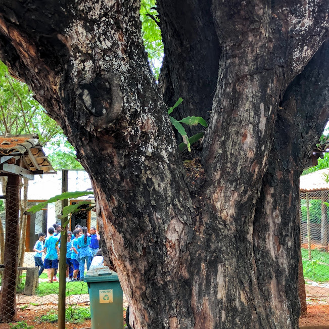 Tronco de tamarindo.