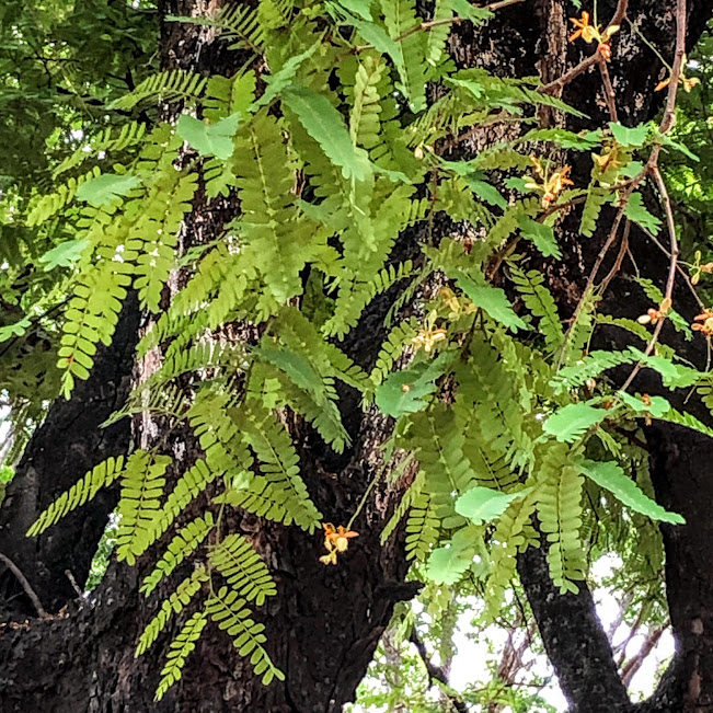 Folhas do tamarindo.