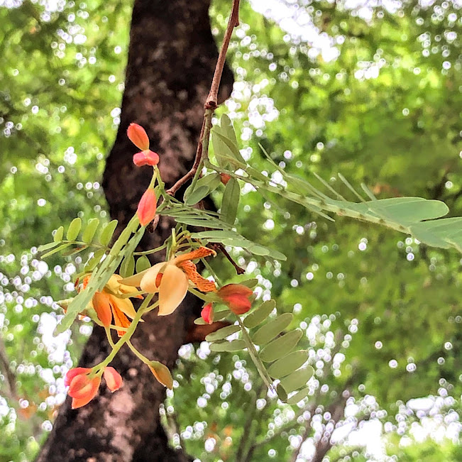 Flores do tamarindo.