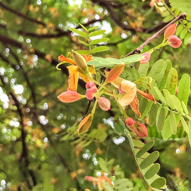 Flores do tamarindo.