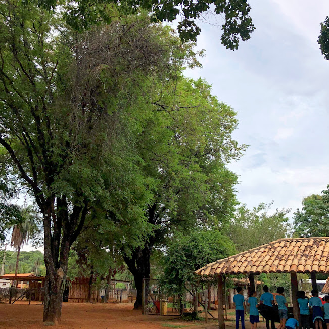 Tamarindos de grande porte.