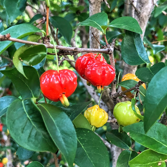 Frutos e das folhas da pitangueira.