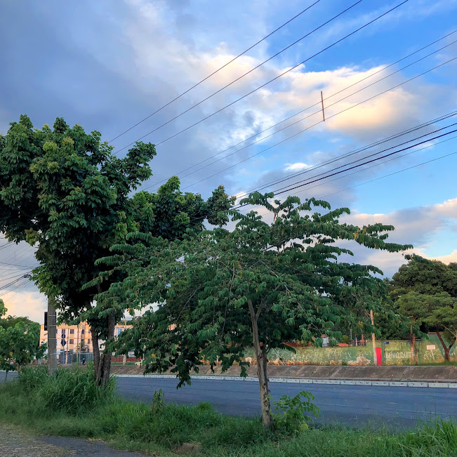 Calabura plantada na rua.