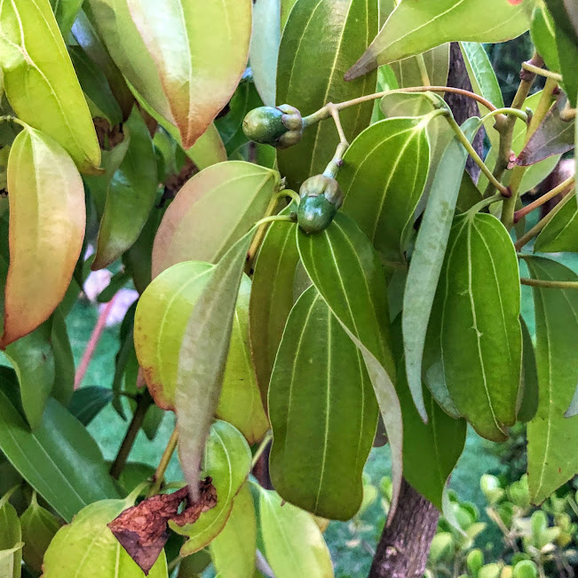 Folhas e dos frutos da canela-da-índia.
