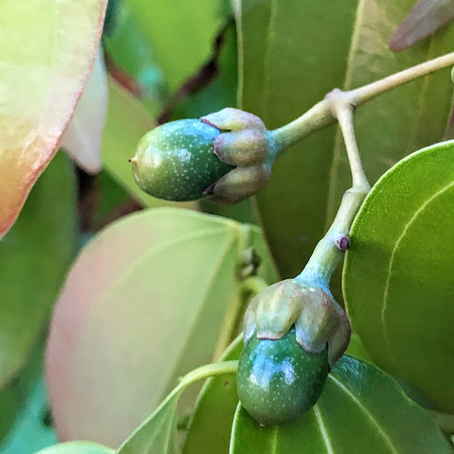 Frutos da canela-da-índia.