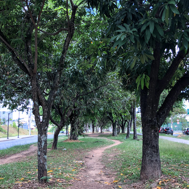 Trilha no Parque Linear José Cândido da Silveira.