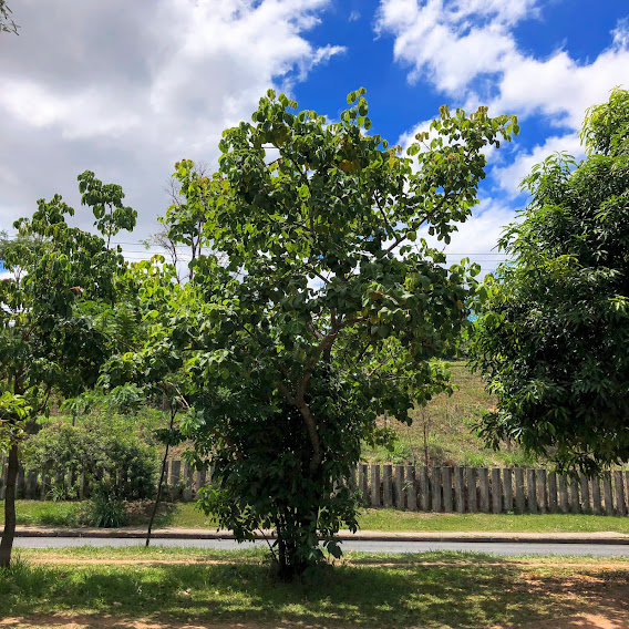 Pequizeiro em parque.