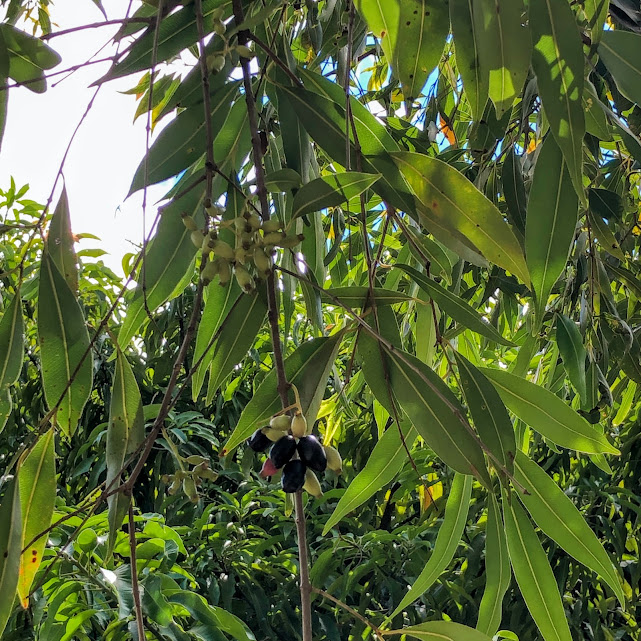 Folhas e frutos do jambolão