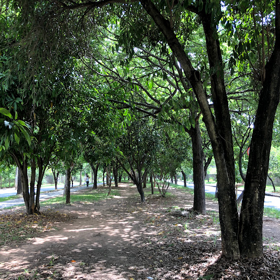 Vegetação do Parque Linear José Cândido da Silveira.