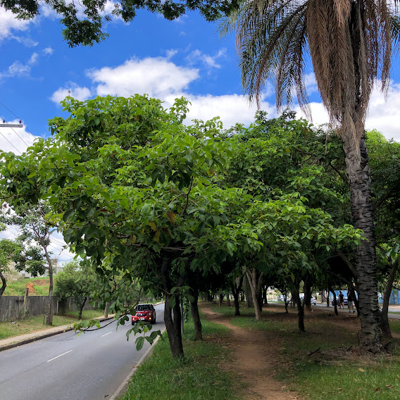 Pequizeiro em parque.