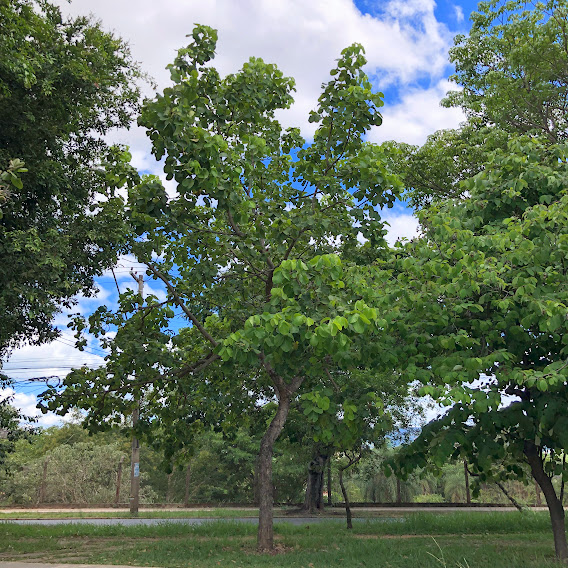 Pequizeiro em parque.