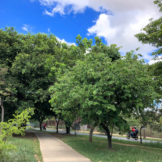 Pequizeiro em parque.