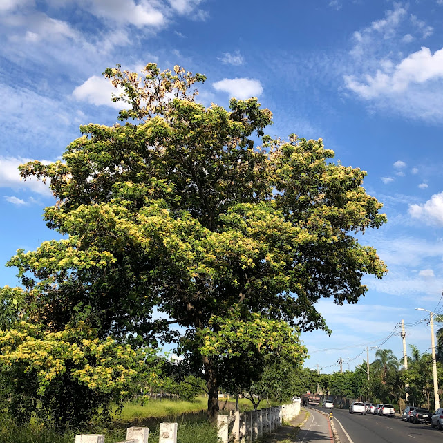 Coração-de-negro florido.