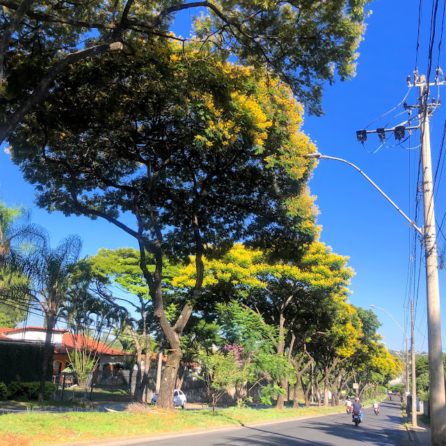 Sequência de cambuís.