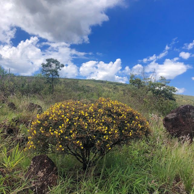 Bracatinga florida.