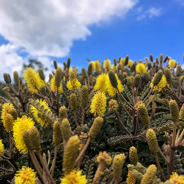 Folhagem e flores da bracatinga-do-campo.