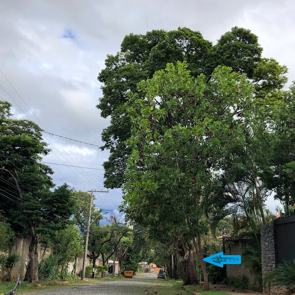 Acácia-australiana em rua.