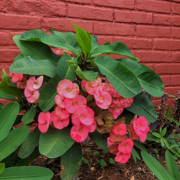 Folhas e flores da coroa-de-cristo.